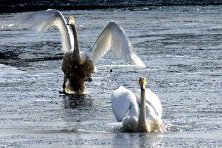 天鹅在线观看,云端共舞，探寻自然之美  第2张