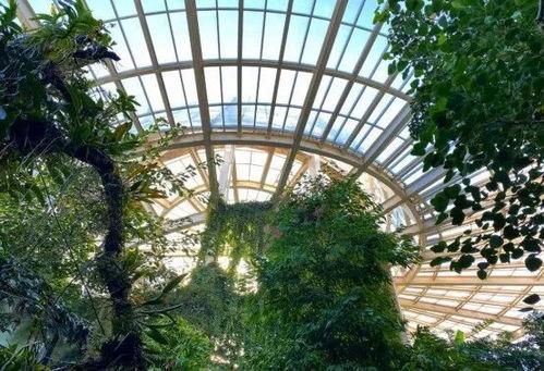 昆明植物园爆料视频大全,探秘植物王国奇观